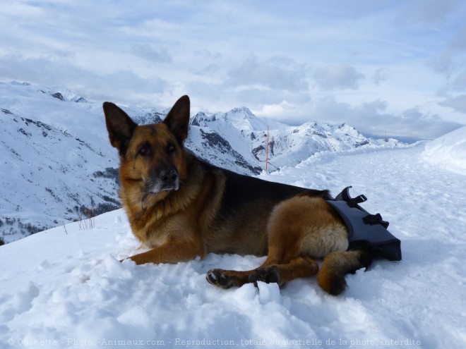 Photo de Berger allemand  poil court