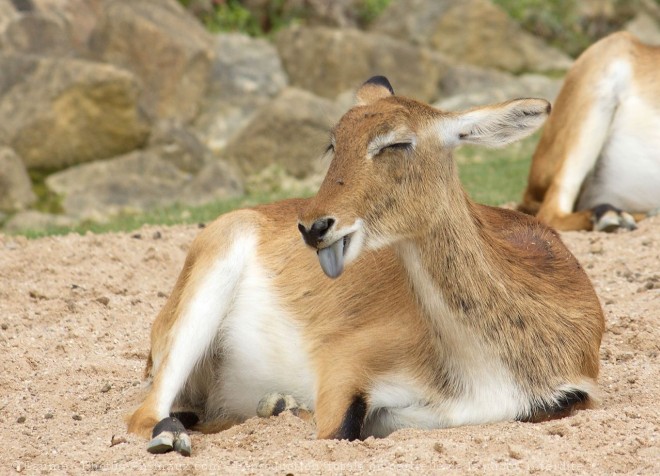 Photo de Cobe de lechwe