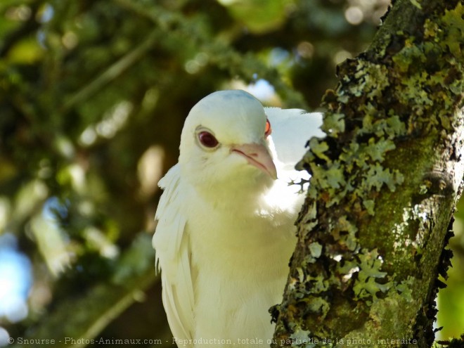 Photo de Colombe