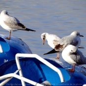 Photo de Mouette