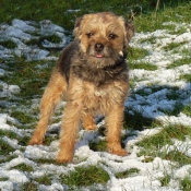 Photo de Border terrier