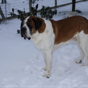 Photo de Saint-bernard poil long