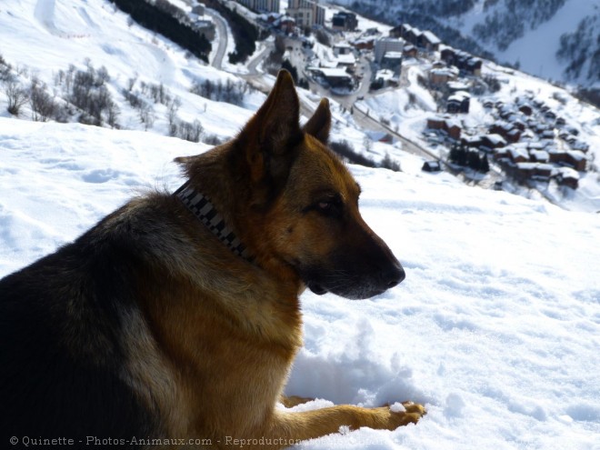 Photo de Berger allemand  poil court