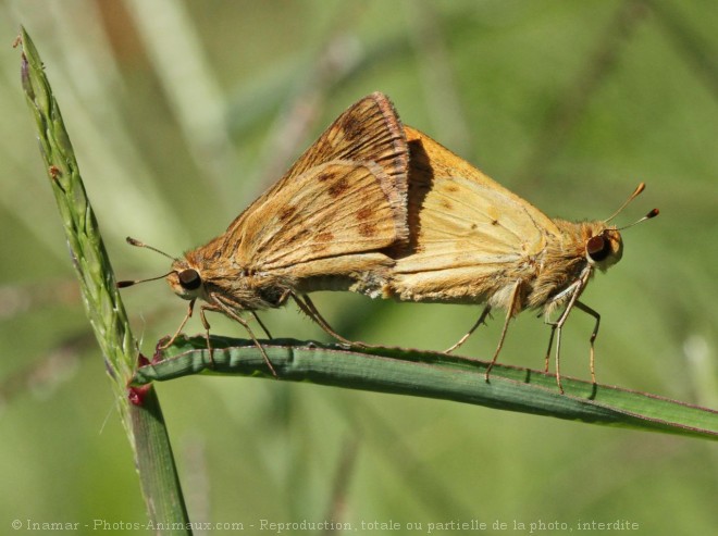 Photo de Papillon