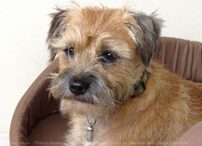 Photo de Border terrier