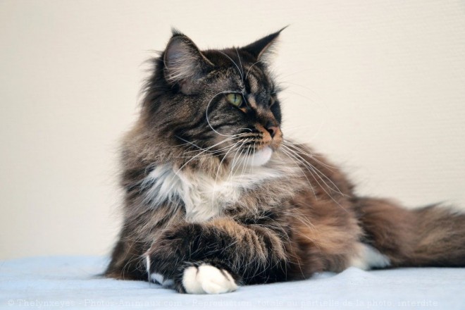 Photo de Maine coon