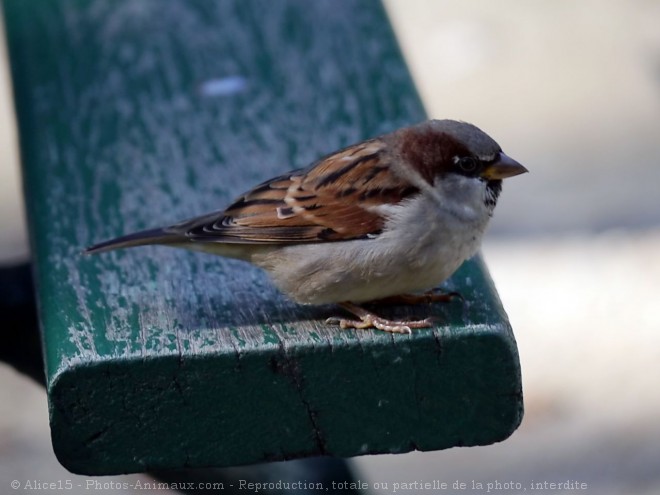 Photo de Moineau