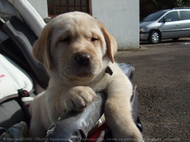 Photo de Labrador retriever