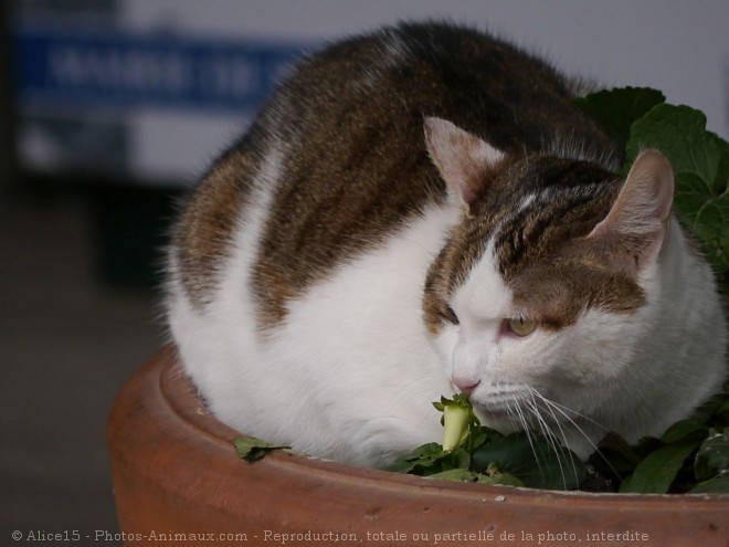 Photo de Chat domestique