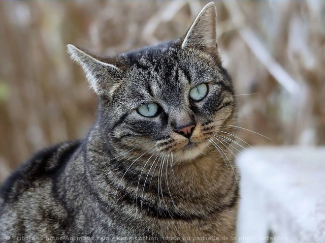 Photo de Chat domestique