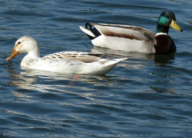 Photo de Canard colvert