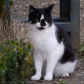 Photo de Chat domestique