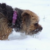 Photo de Border terrier