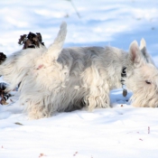 Photo de Scottish terrier