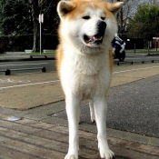 Photo d'Akita inu