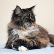 Photo de Maine coon