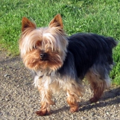 Photo de Yorkshire terrier