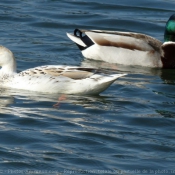 Photo de Canard colvert