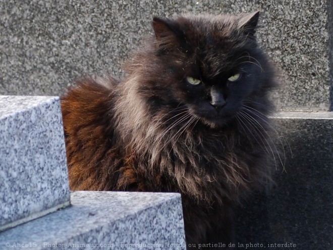 Photo de Chat domestique