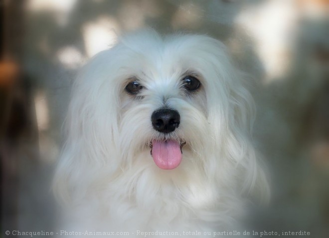 Photo de Coton de tulear