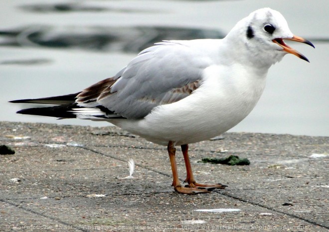 Photo de Mouette