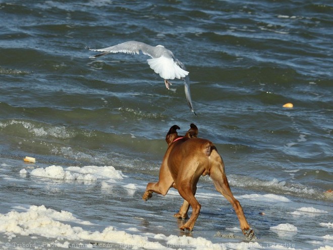 Photo de Boxer