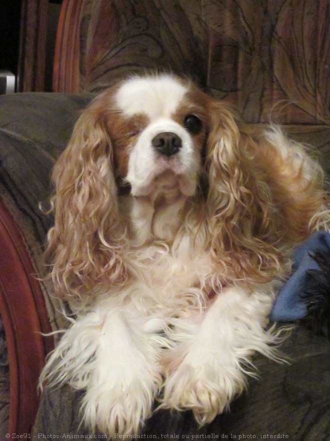 Photo de Cavalier king charles spaniel