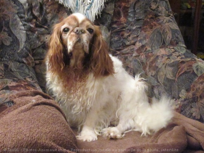 Photo de King charles spaniel