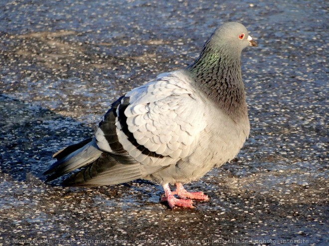 Photo de Pigeon