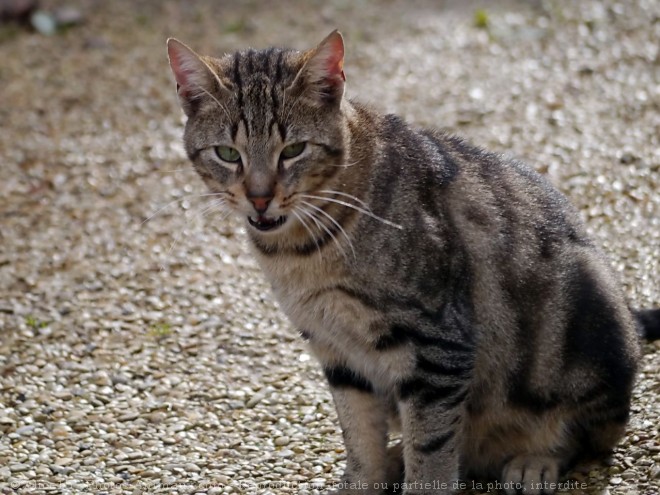 Photo de Chat domestique