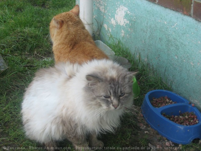 Photo de Chat domestique