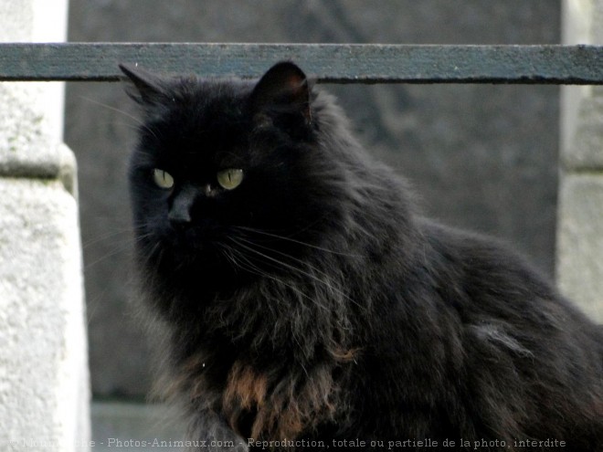 Photo de Chat domestique