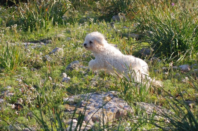 Photo de Bichon maltais