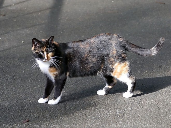 Photo de Chat domestique