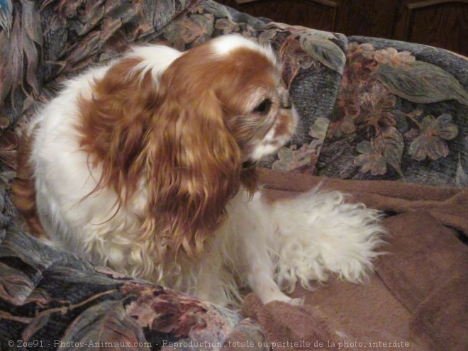 Photo de King charles spaniel