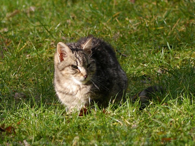 Photo de Chat domestique