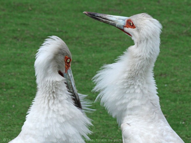 Photo de Cigogne