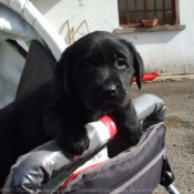 Photo de Labrador retriever