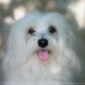 Photo de Coton de tulear