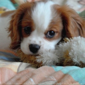 Photo de King charles spaniel