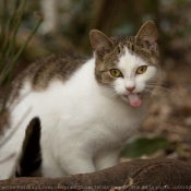 Photo de Chat domestique