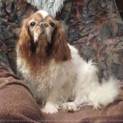 Photo de King charles spaniel