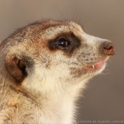 Photo de Suricate