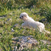 Photo de Bichon maltais