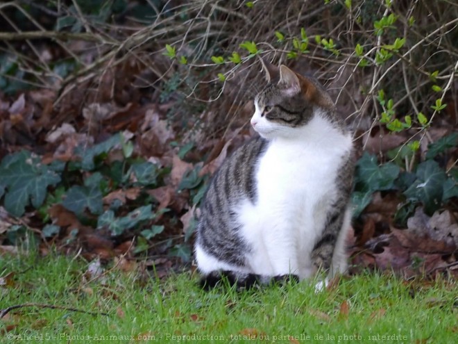 Photo de Chat domestique