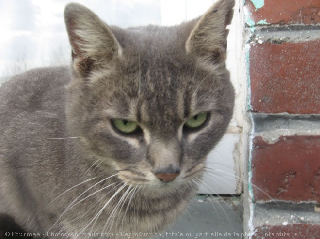 Photo de Chat domestique