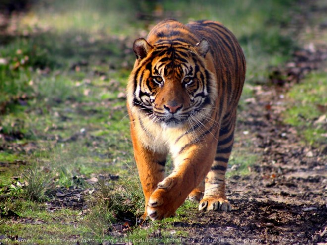 Photo de Tigre