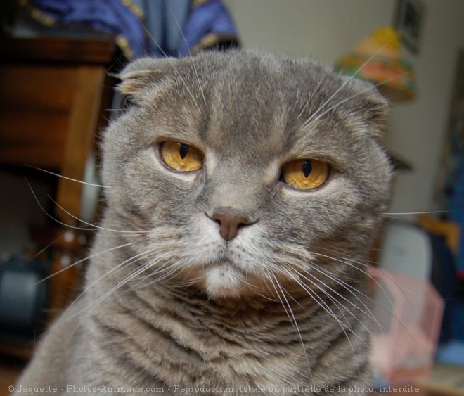 Photo de Scottish fold