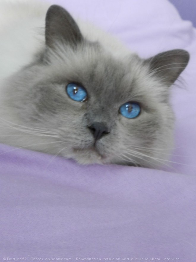 Photo de Ragdoll