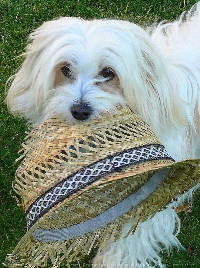 Photo de Coton de tulear